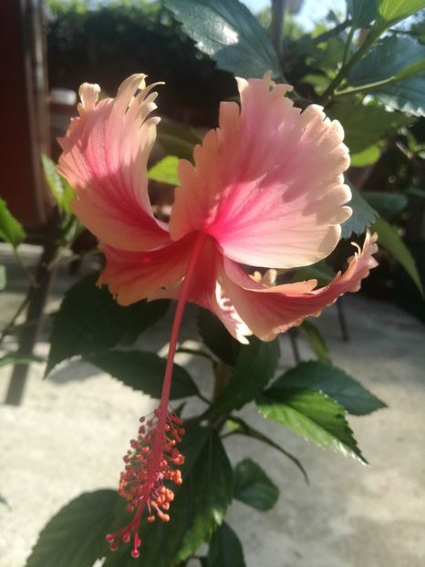  - Hibiscus