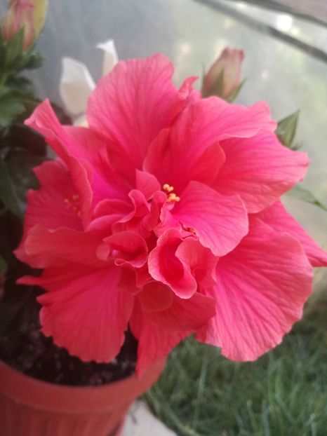  - Hibiscus