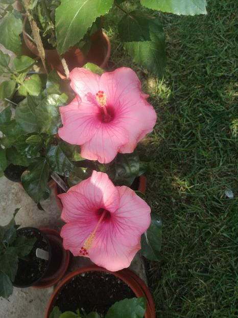  - Hibiscus