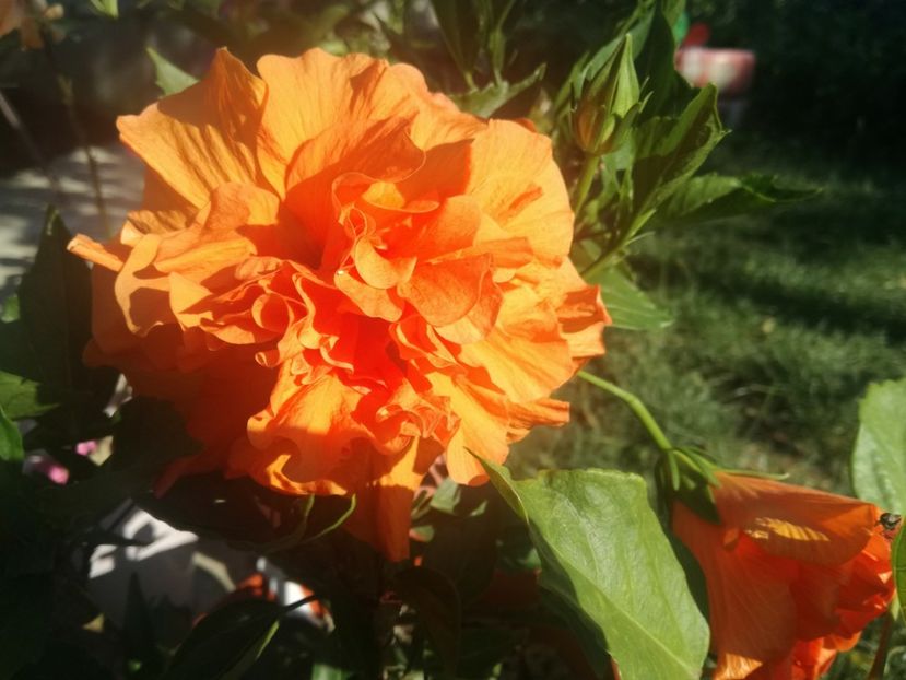  - Hibiscus