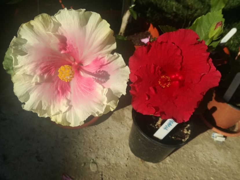  - Hibiscus