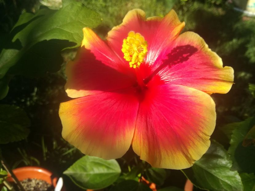  - Hibiscus