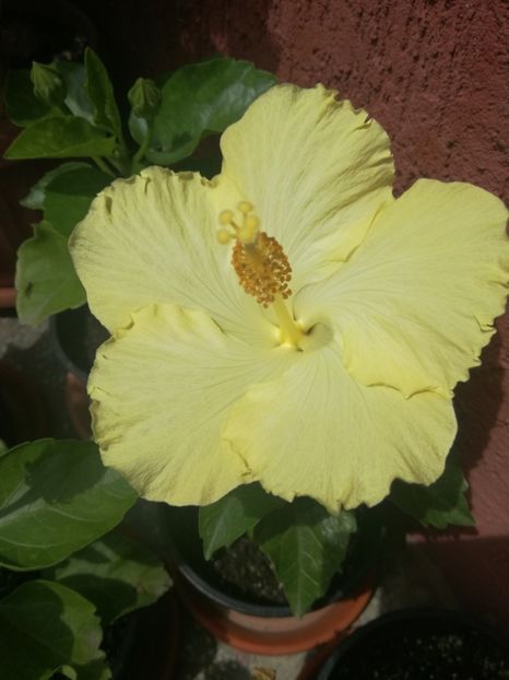  - Hibiscus