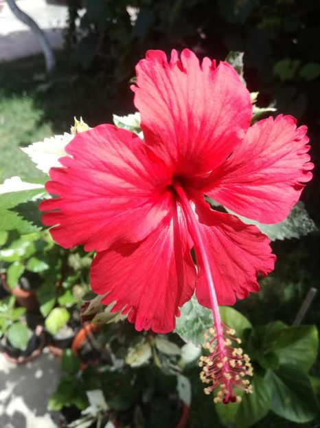 - Hibiscus