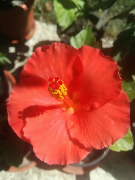  - Hibiscus