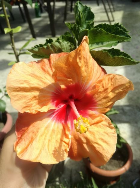  - Hibiscus