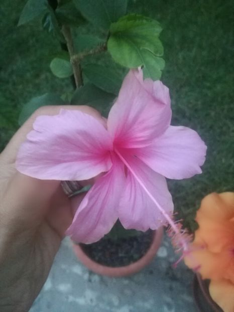  - Hibiscus