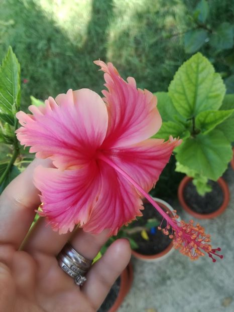  - Hibiscus