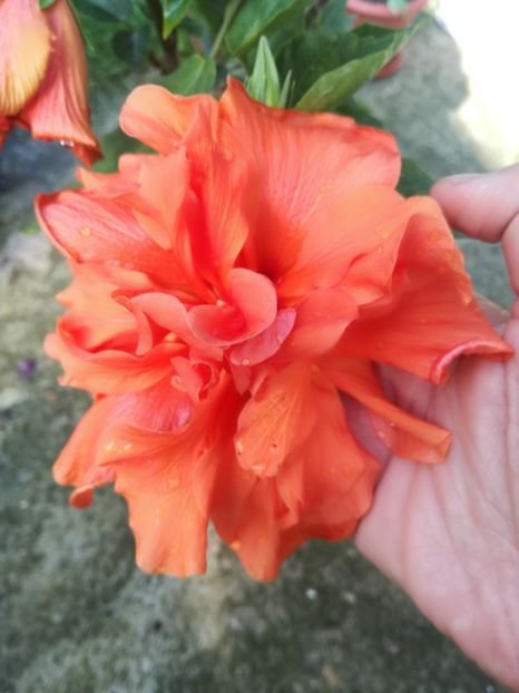  - Hibiscus