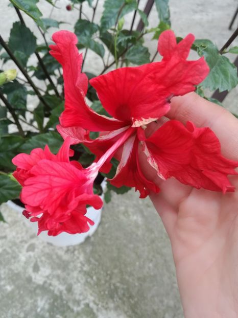  - Hibiscus