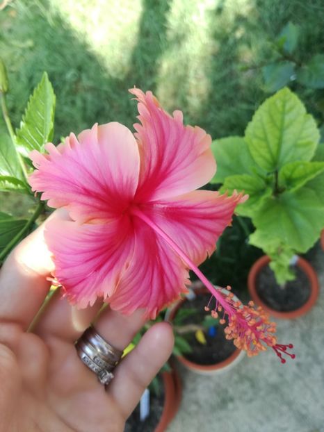  - Hibiscus