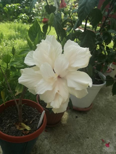  - Hibiscus