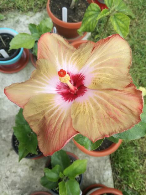  - Hibiscus