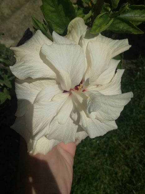  - Hibiscus