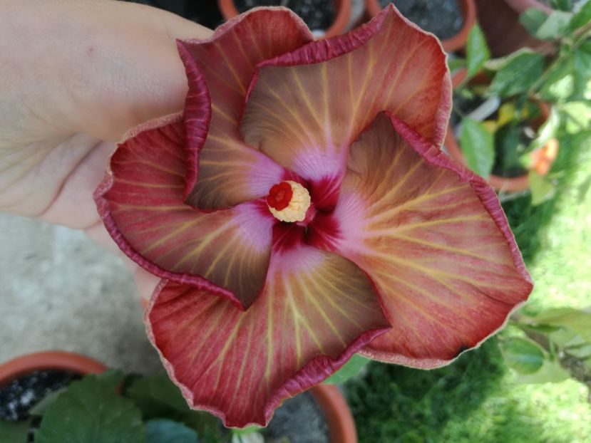  - Hibiscus