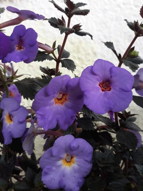  - 001 2021 - Crowning Day