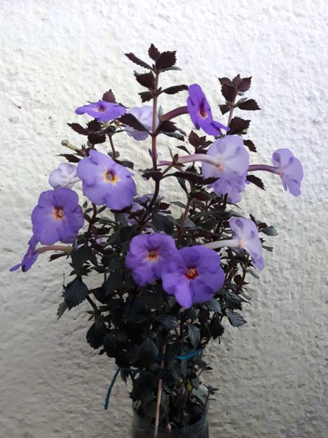  - 001 2021 - Crowning Day