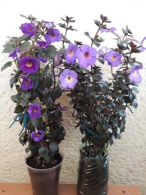 ...cu Crowning Day - dreapta... - 0001 2022 - Orion