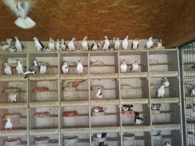  - 1934 Gelu Marian Lupu