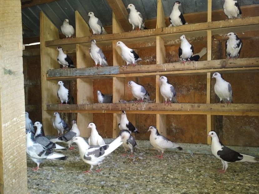  - 1936 Binu Ionel Coman