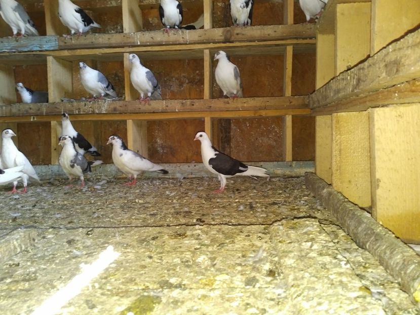  - 1936 Binu Ionel Coman