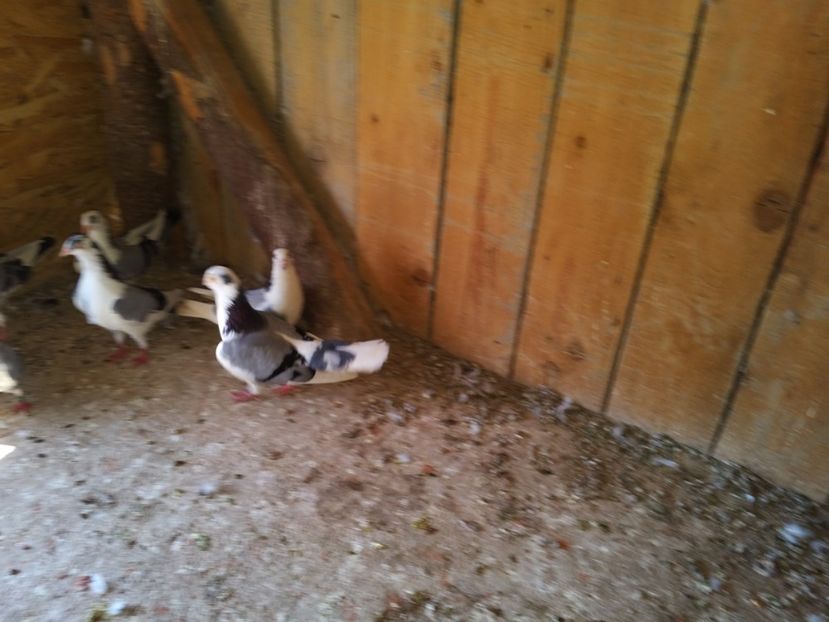  - 1937 Antonio Matei