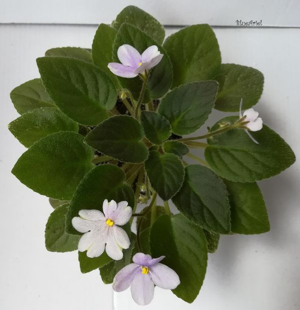  - Alan_s Fallen Angel