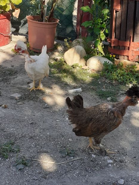  - 1 Toate Gaini pitice pe care le-am avut