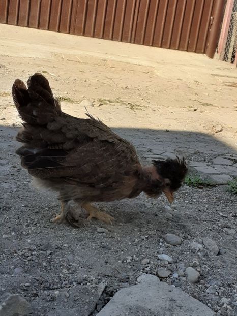  - 1 Toate Gaini pitice pe care le-am avut