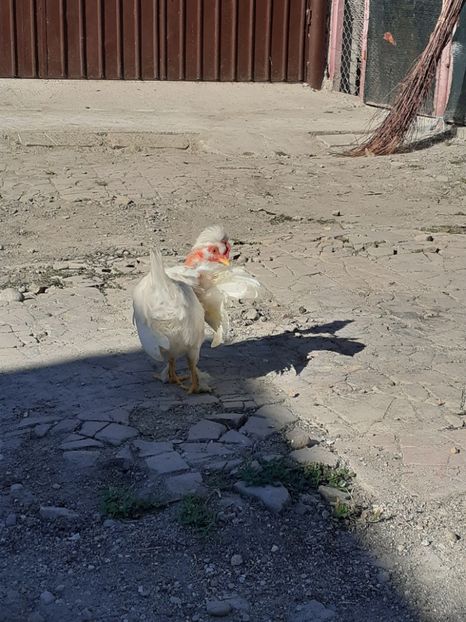  - 1 Toate Gaini pitice pe care le-am avut