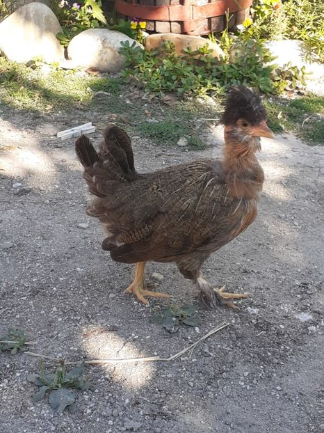  - 1 Toate Gaini pitice pe care le-am avut