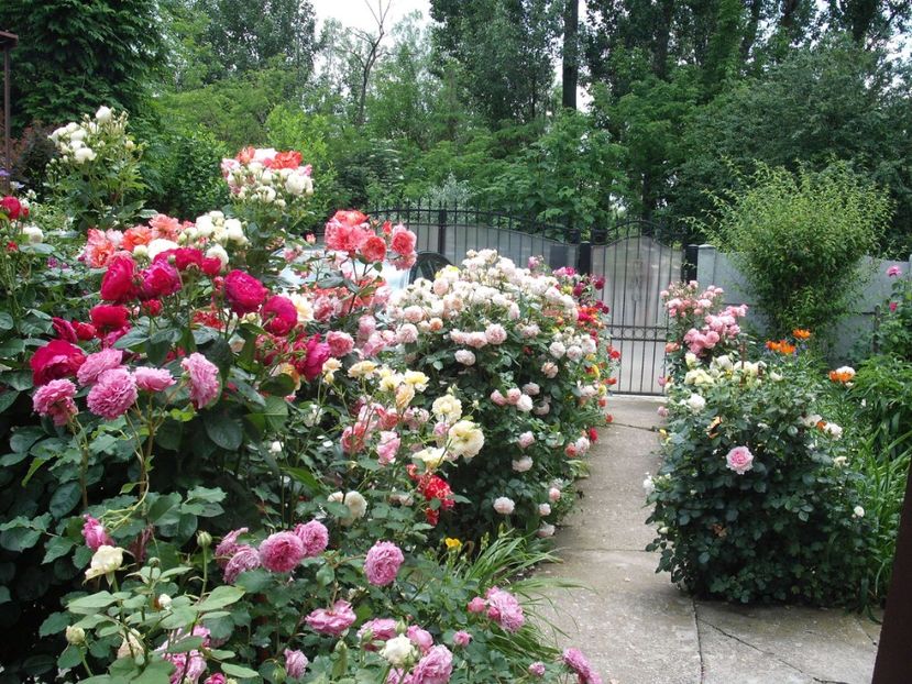  - Gradina 2019