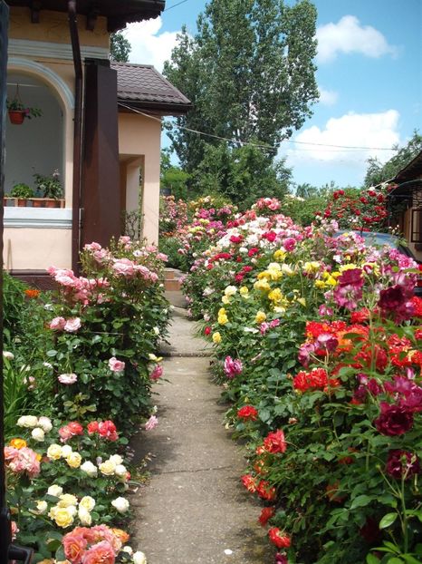  - Gradina 2019