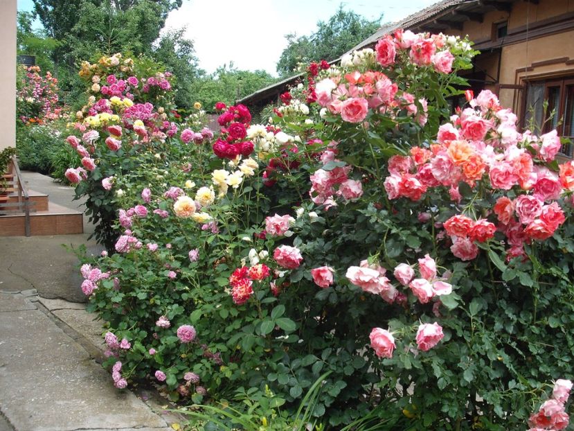  - Gradina 2019