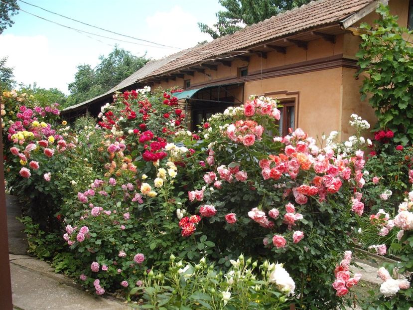  - Gradina 2019