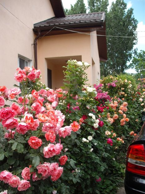  - Gradina 2019