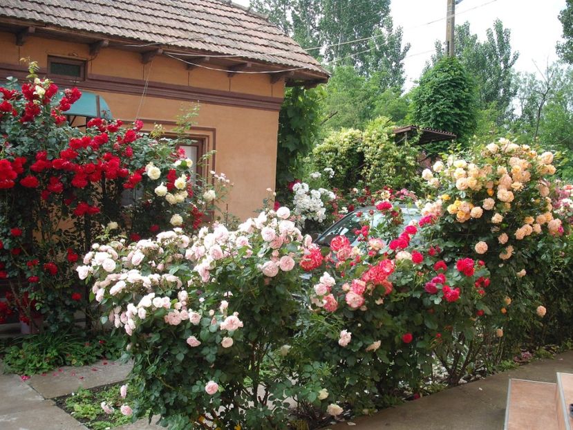  - Gradina 2019