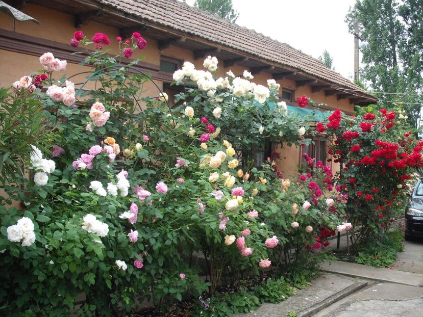  - Gradina 2019