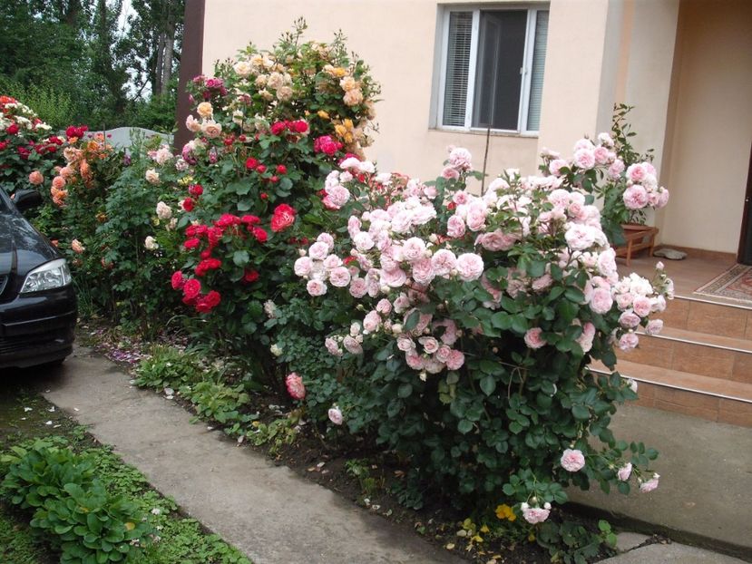  - Gradina 2019