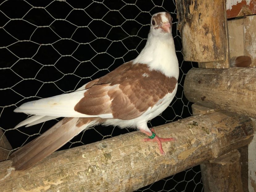 7032  femelă  2019 - Plecați ALBUM 2