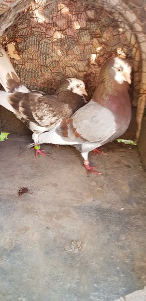  - Rolleri de Birmingham