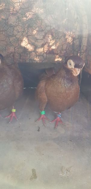  - Porumbei scurți de constanta