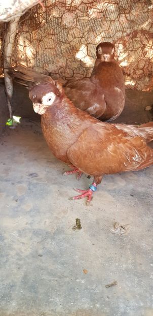  - Porumbei scurți de constanta