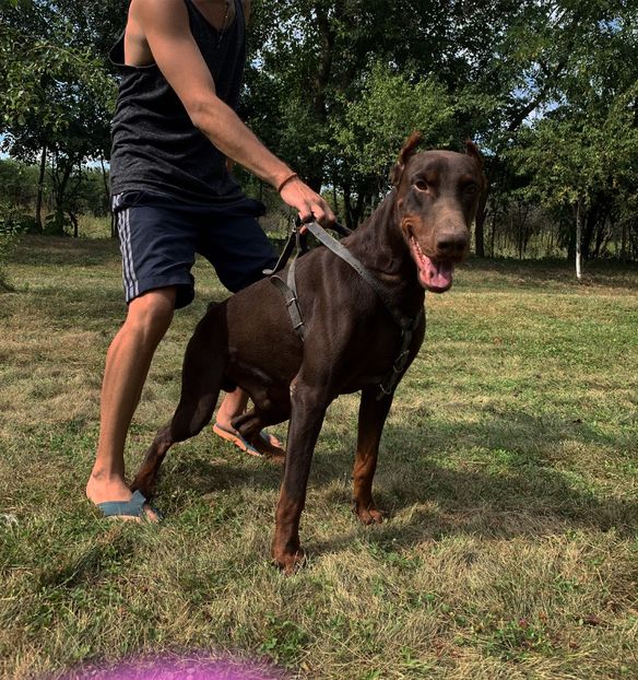 89CBBF62-5277-48B9-8849-5C82BDA05B5A - Doberman