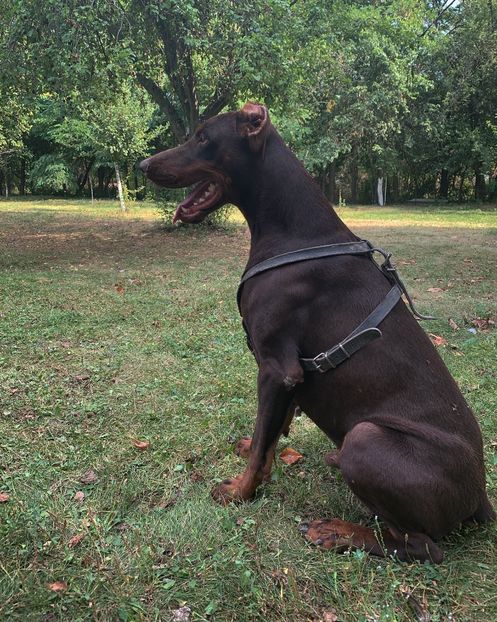 077FED3E-A9D3-4F8D-8126-317FC4E4BA54 - Doberman