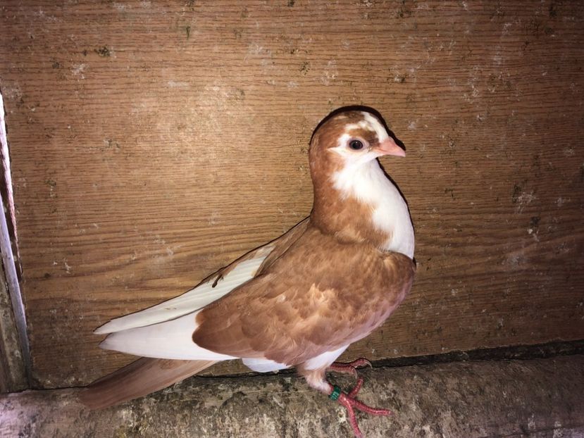 7073  mascul  2019 - Plecați ALBUM 2