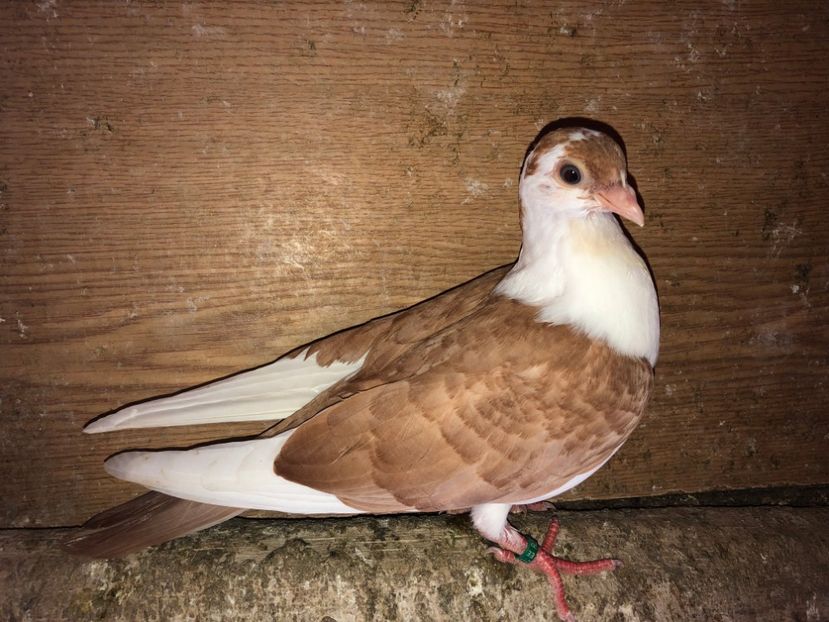 7063  femelă  2019 - Plecați ALBUM 2