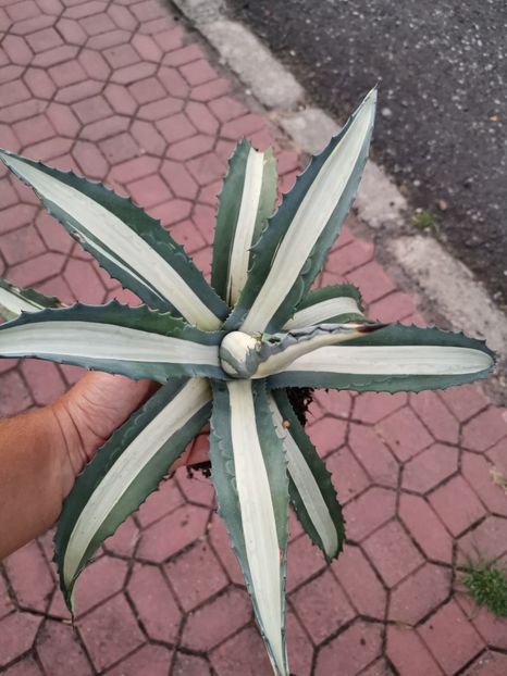 Agava americana mediopicta alba 100 ron - Vandute