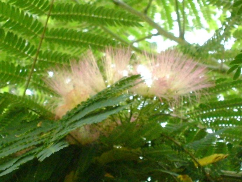 Albizia julibrissin (Arborele de matase) - r Vara 2016-2017-2018-2019