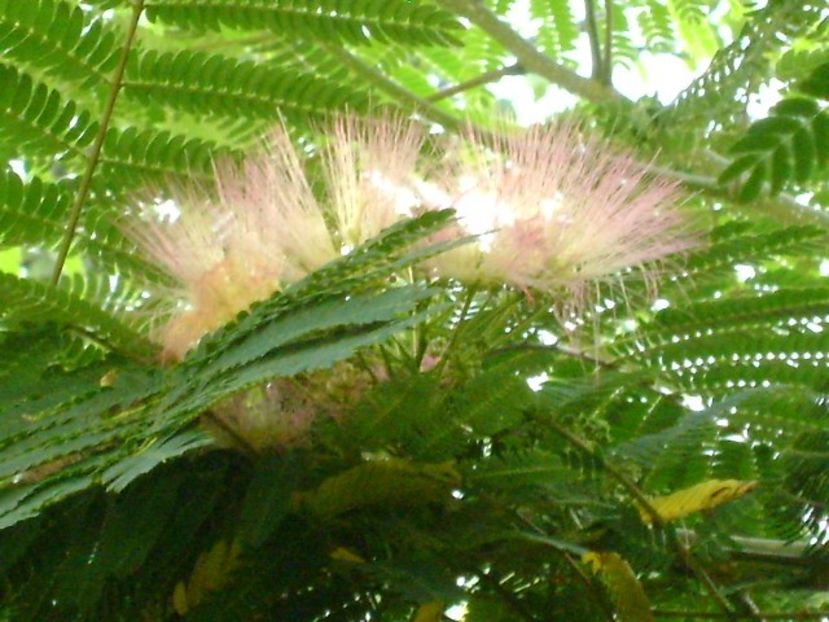 Albizia julibrissin (Arborele de matase) - r Vara 2016-2017-2018-2019